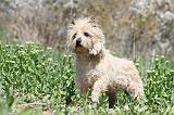 CAIRN TERRIER 257